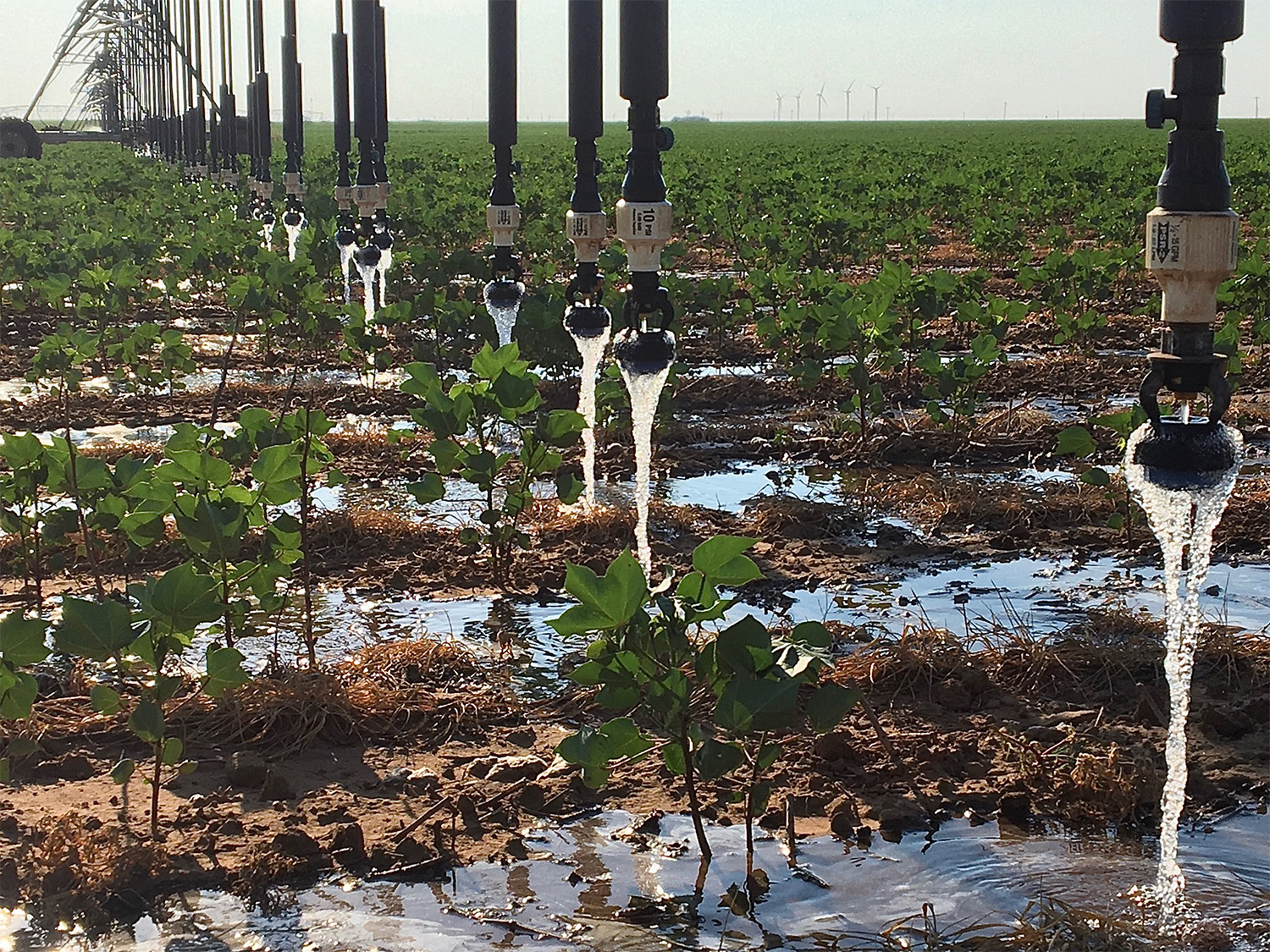 TTU Climate-Smart Commodities