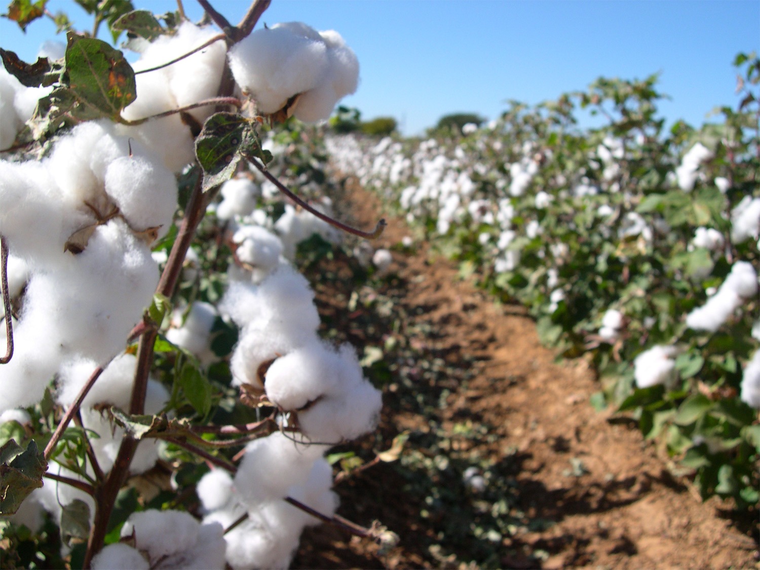 TTU Climate-Smart Commodities