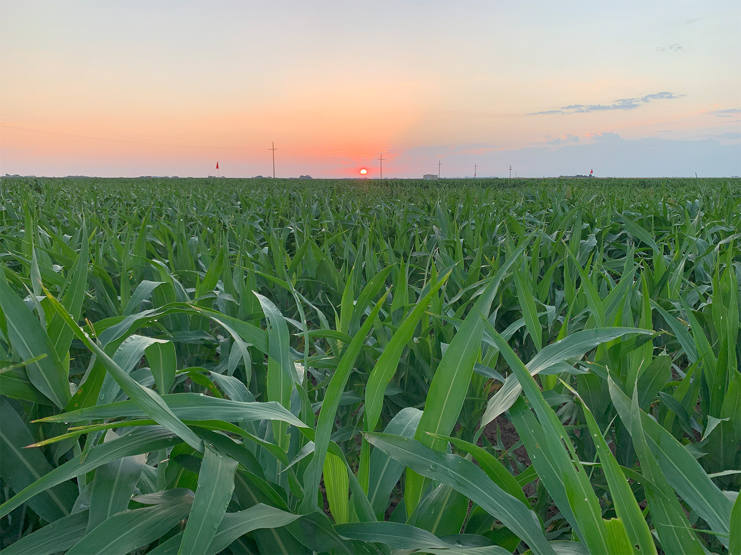 TTU Climate-Smart Commodities