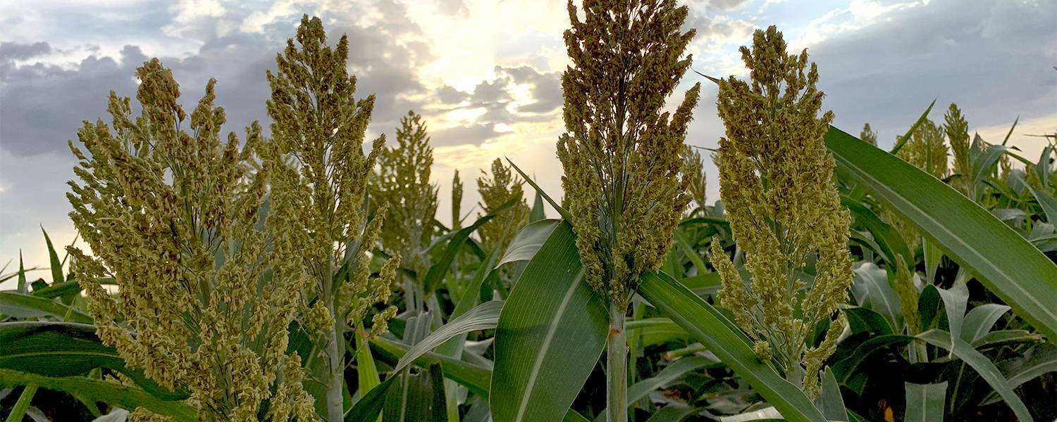 TTU Climate-Smart Commodities