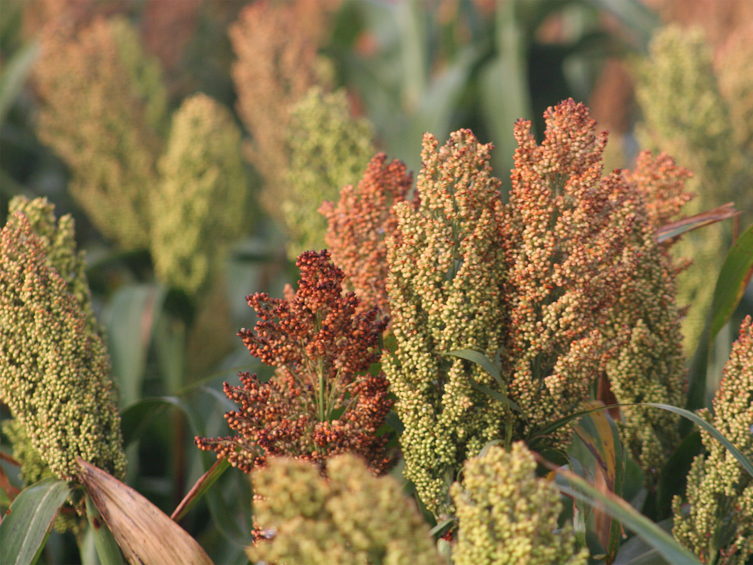 TTU Climate-Smart Commodities