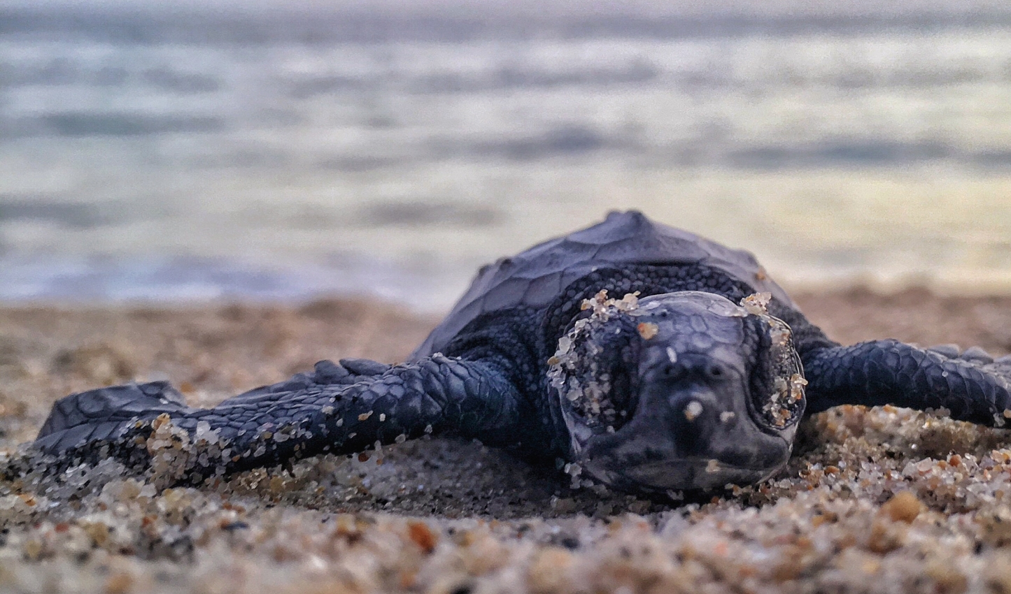 Turtle in the sand. Costa rica service break. ttu true