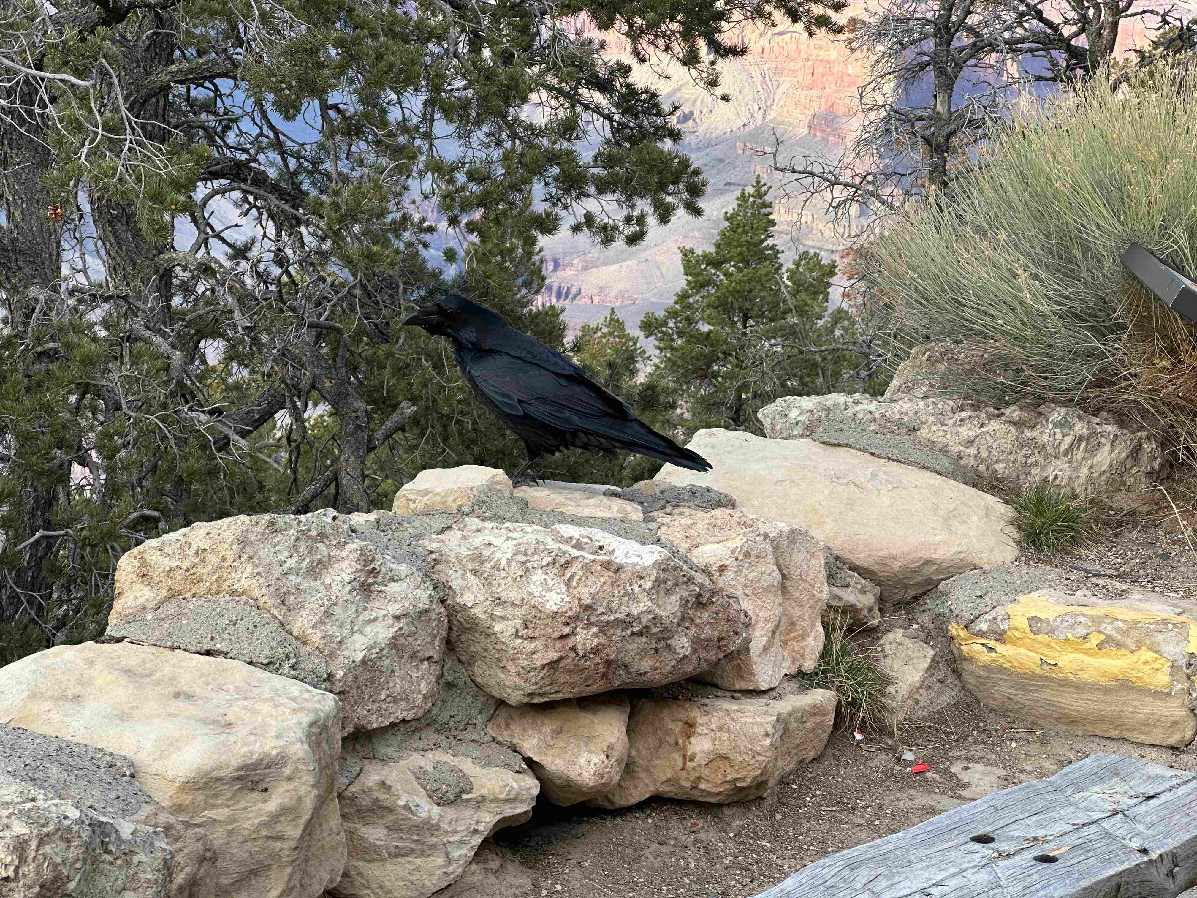 A bird