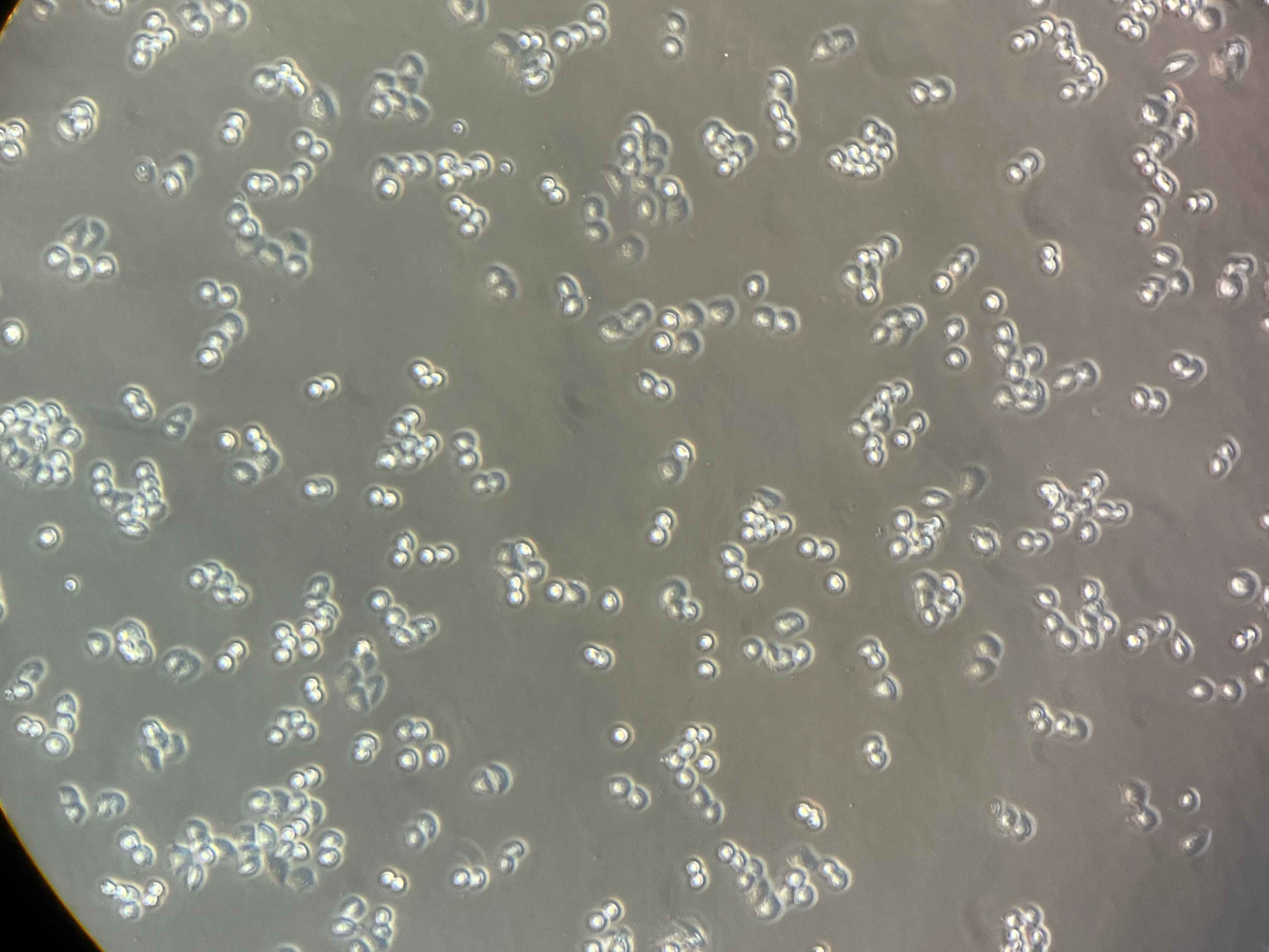 Microscopic 