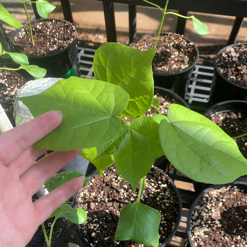 Grean Leaf