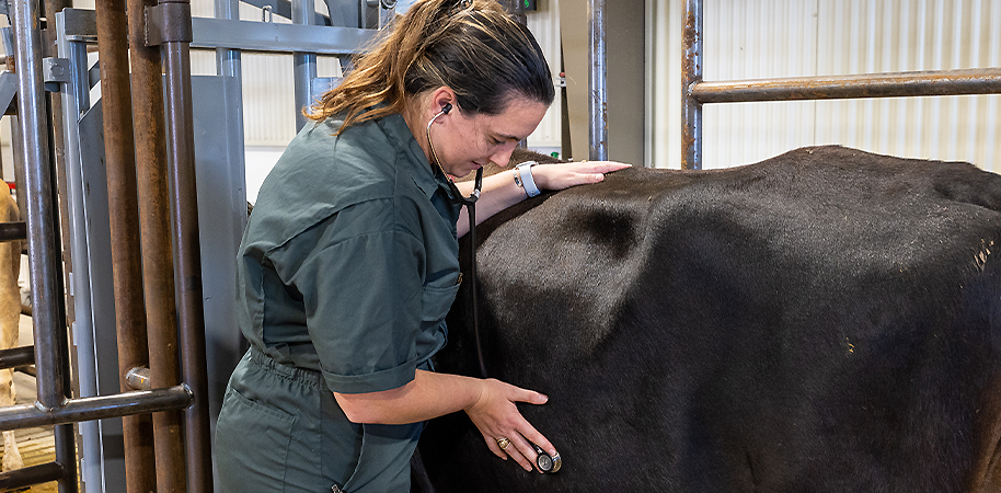 Veterinarian in coveralls listening to a cow using a stethoscope