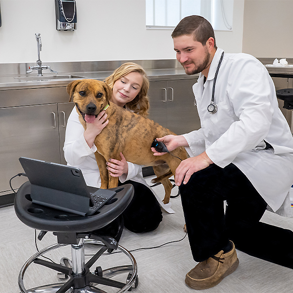 Two veterinary students ultrasounding a dog