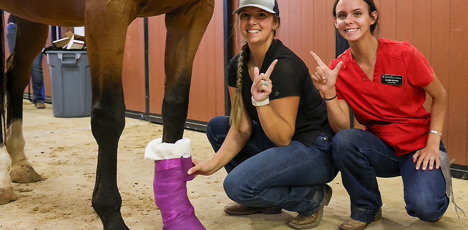 Veterinary students bandaging a horse's leg