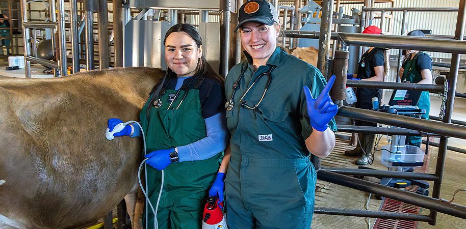 Veterinary student ultrsounding a cow