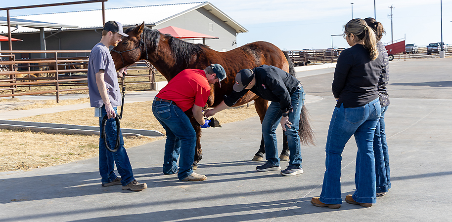 Veterinary student and professor looking at horse's hoof while other students stand and watch