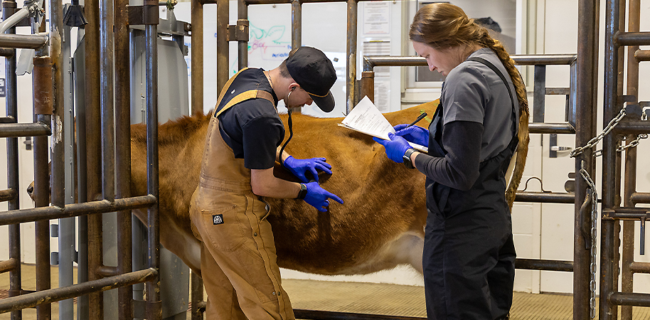 Veterinary student uses stethoscope to listen to a cows stomach while another veterinary student writes down information on a notpad