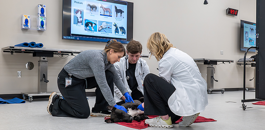 Professor showing an area on a dog to two veterinary students