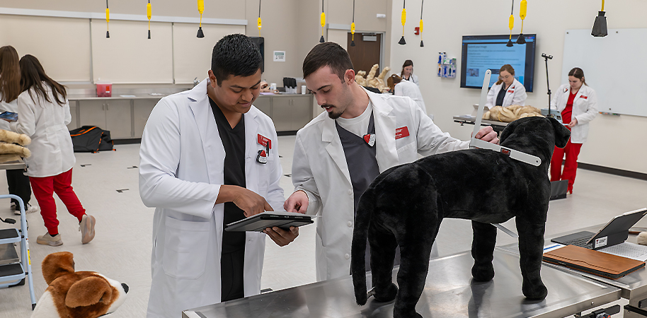 Two veterinary students looking at a notepad while taking measurements of a stuffed animal dog