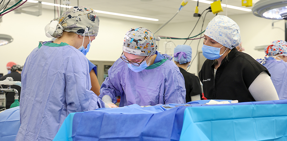 Veterinary student performing surgery while a veterinarian watches