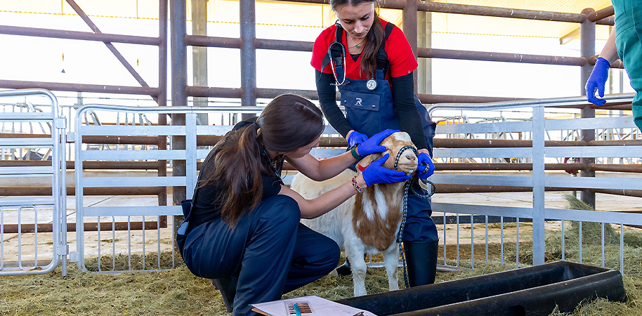Veterinary student uses looks at a goat's eye while another veterinary students holds the goat