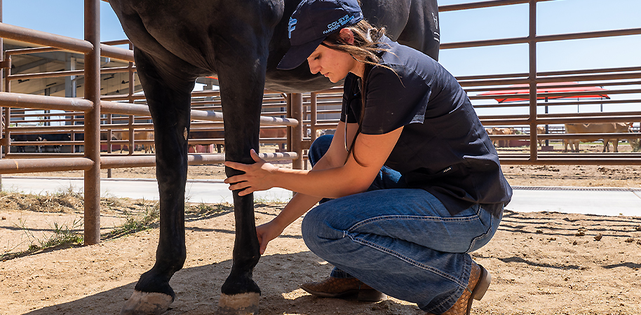 Vet student looking at a horse foot