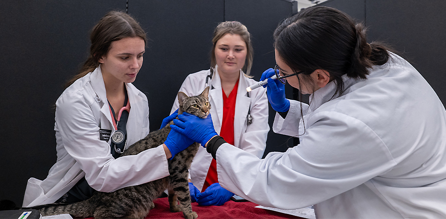Vet students looking at cat