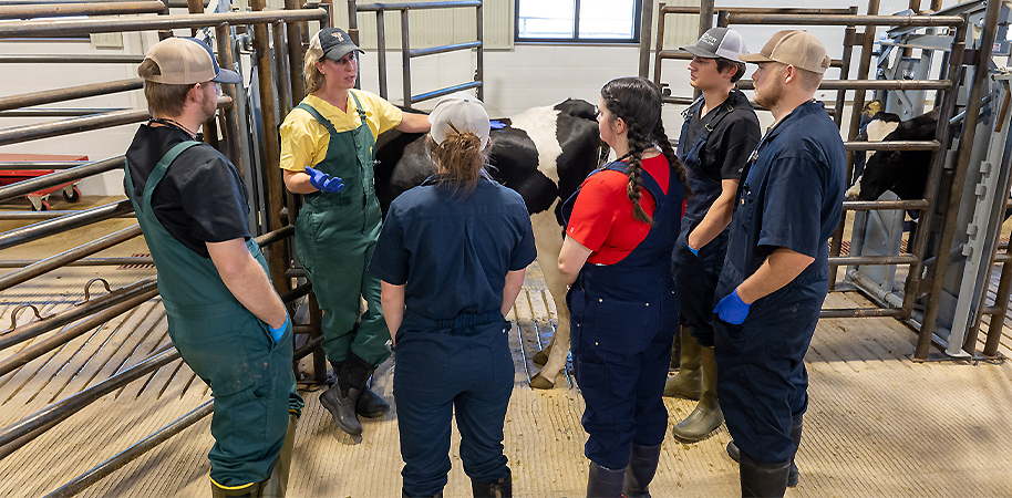 Vet students looking at a cow
