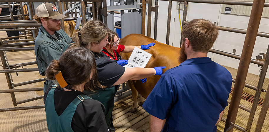 Vet students performing a physical exam on a cow