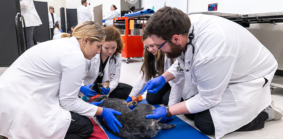 Vet students looking at a dog