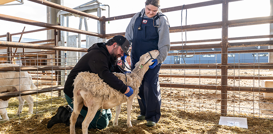 Vet student looking at sheep