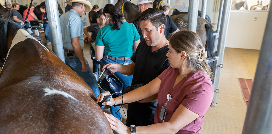 Vet students ultrasounding a horse