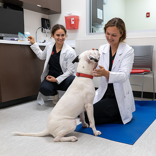 Two veterinary students working with a dog in a vet clinic