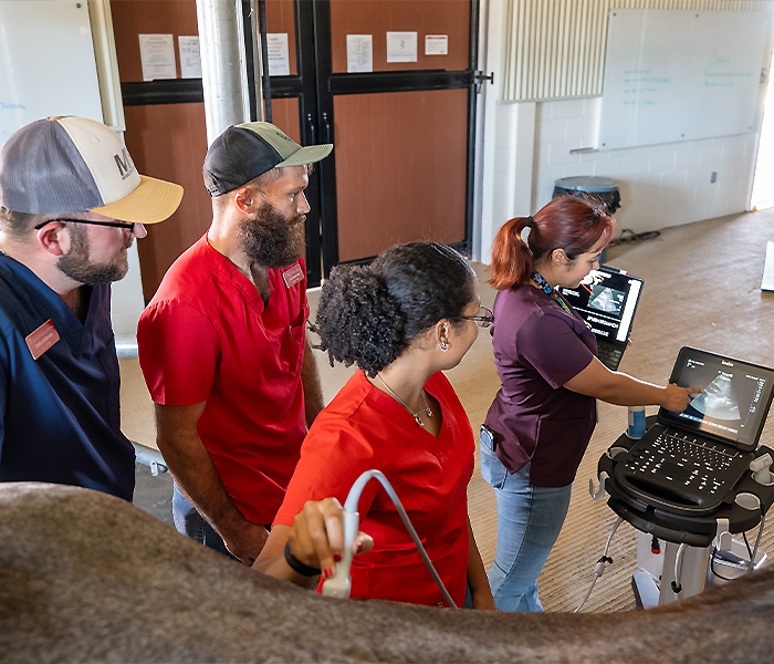Vet students ultrasounding students ultrasounding a horse