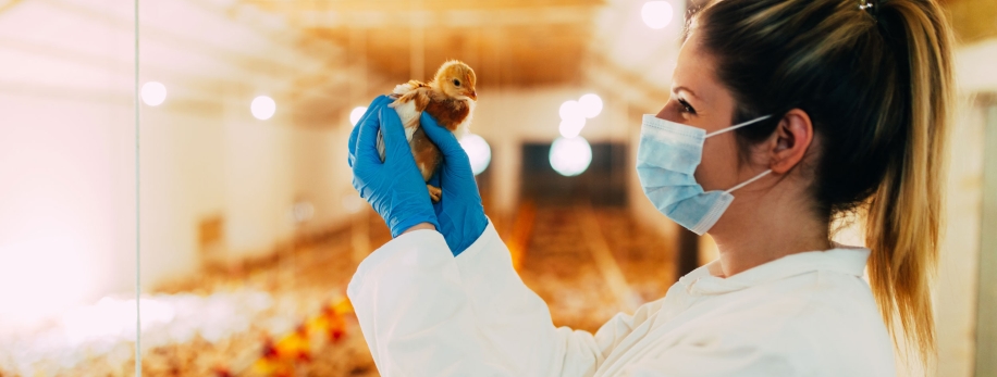 A Vet with a chick