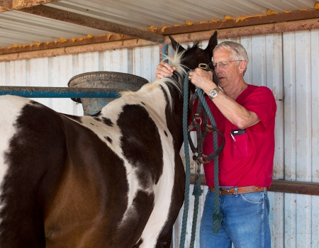 A veterinary with a horse