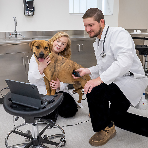 Students Ultrasounding Dog