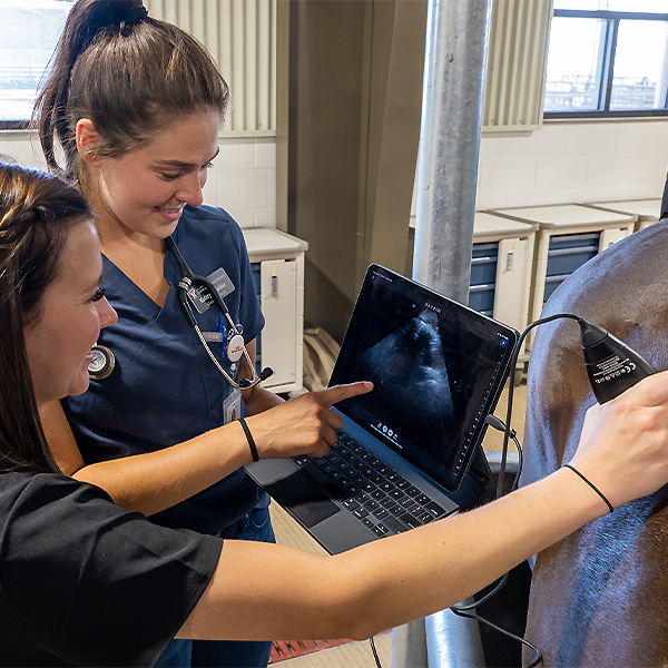 Students Ultrasounding Horse