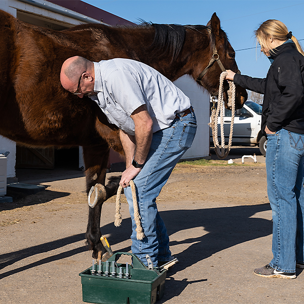 clinical partner looking at horse with veterinary student