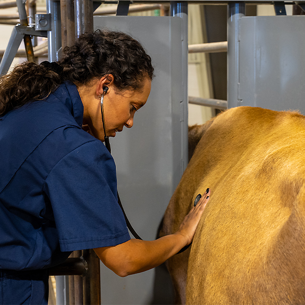 veterinary student with cow