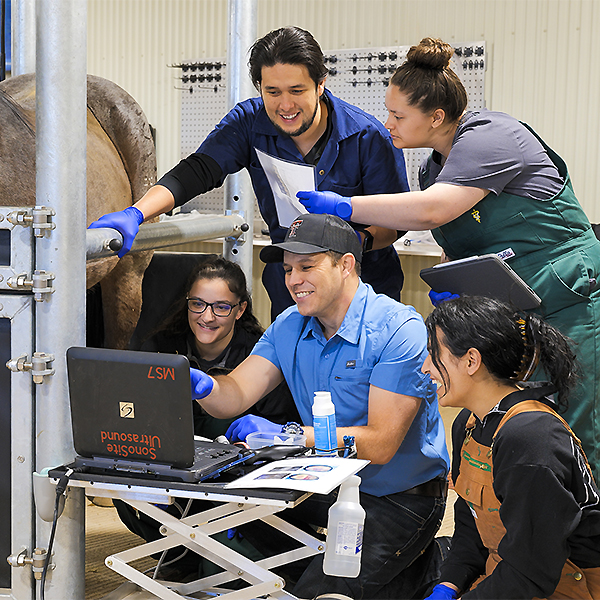 veterinary students working with horse