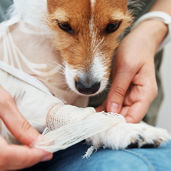 Dog receiving bandaging 