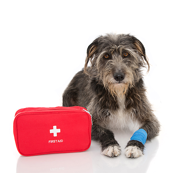 Dog First Aid Kit