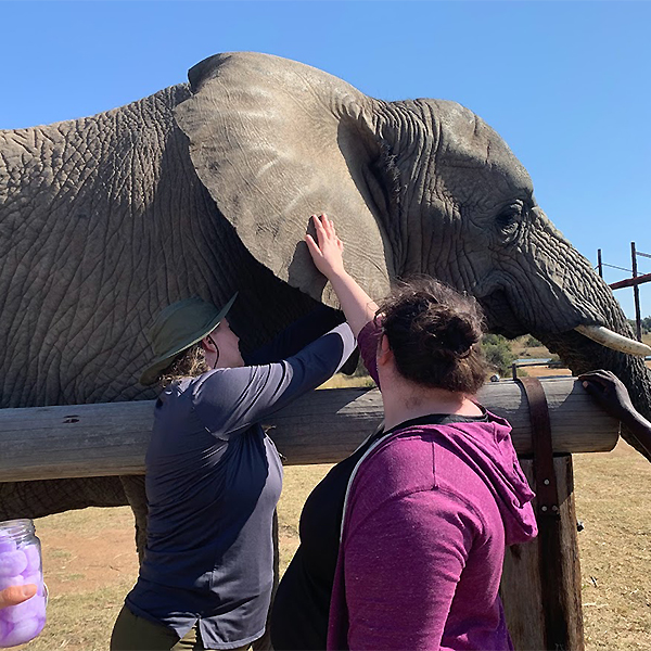 Students helping elephant 