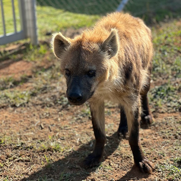 Hyena