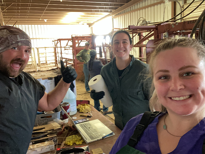 Student working cattle