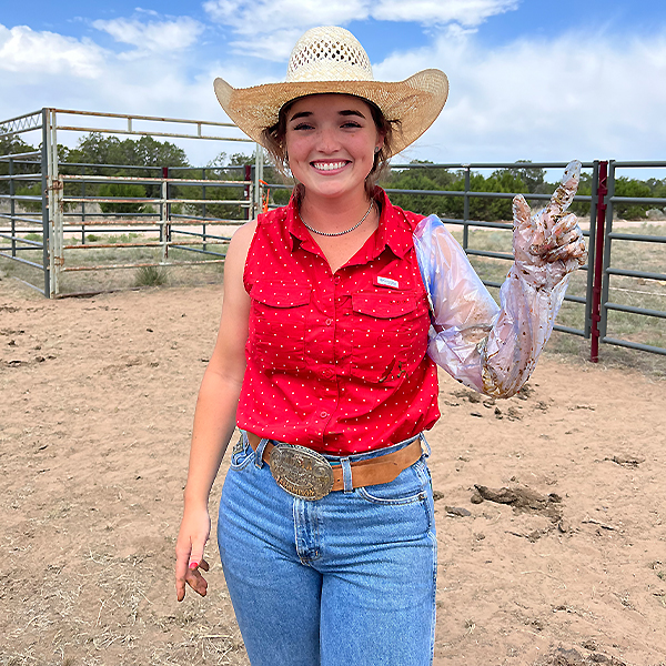 Student palpating cows 