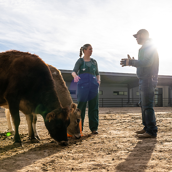 Veterinarian talking with client