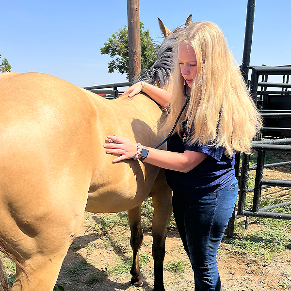 student working on horse