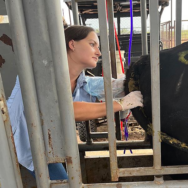 student working with cattle 