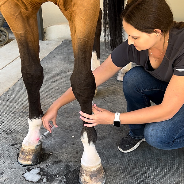 student working on horse