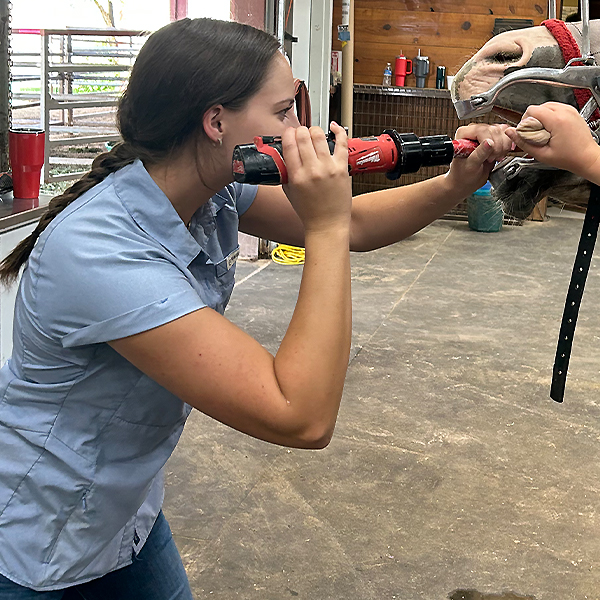 student working on horse