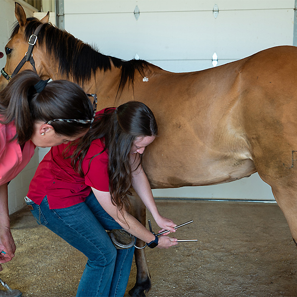 student working with horse