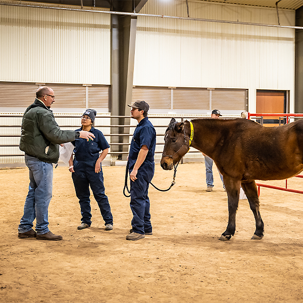 Maryana Learning Equine Skills