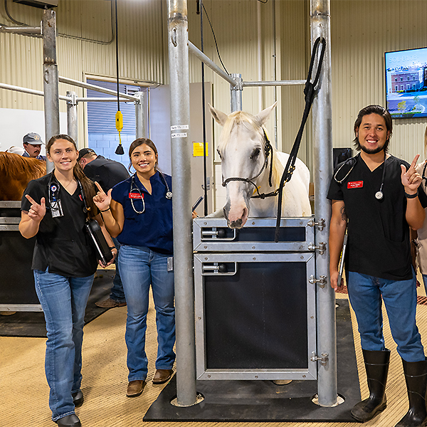 Stephanie working with horses