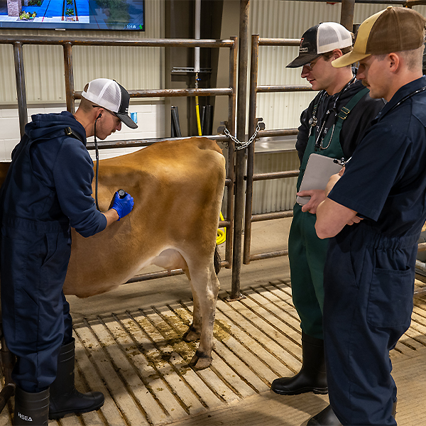 Students working with a cow